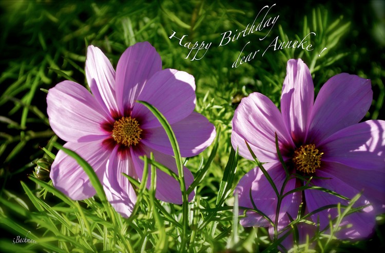 Happy Birthday Anneke !