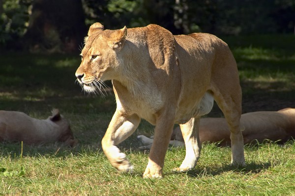 Lioness_1