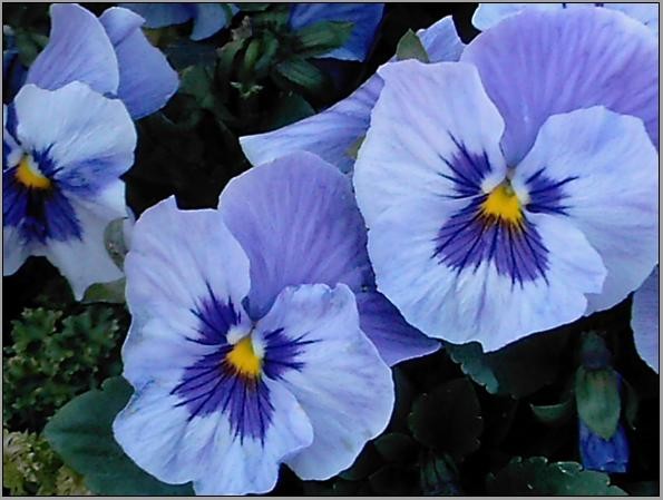 Purple & Pretty