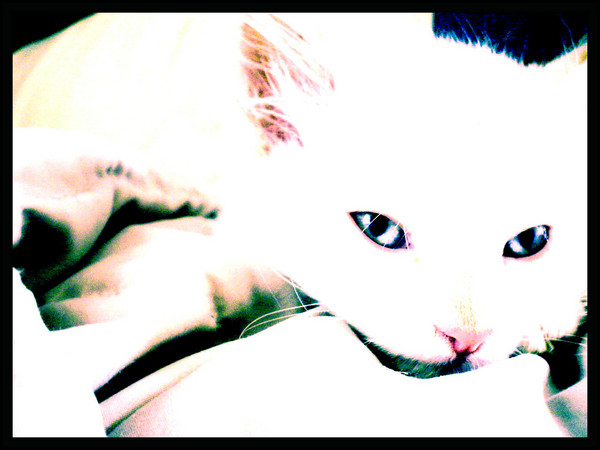 Blue Eyes
