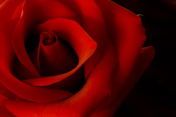 Rose Of My Heart
