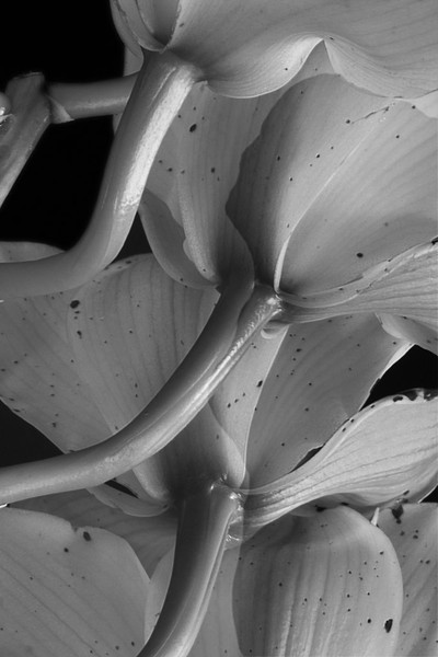 A Dance In Black and White
