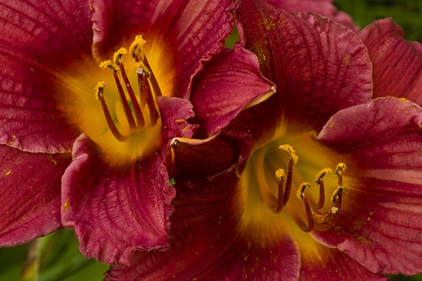 Handfulls Of Fire