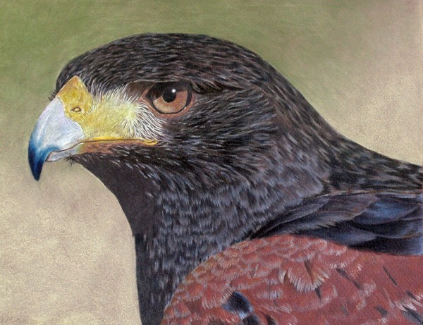 Harris' Hawk