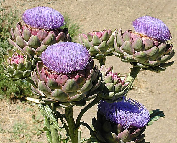 Artichoke Blooms
