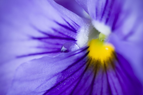 Into the Pansy