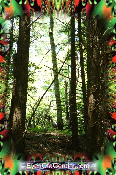 Lighting The Woods