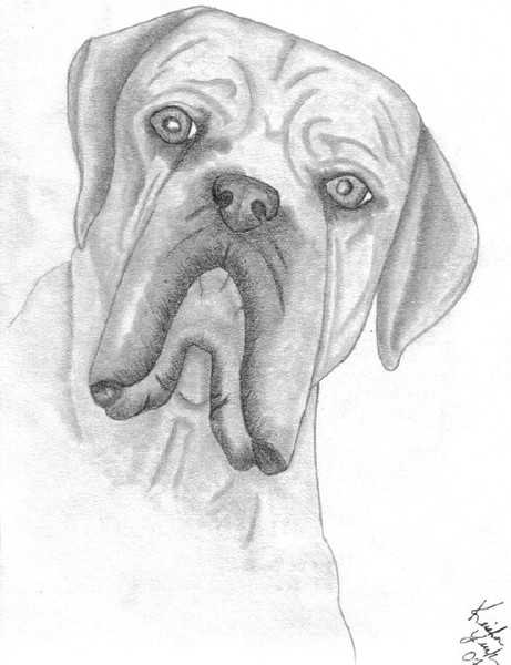 Dogue De Bordeaux