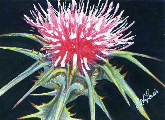 Thistle