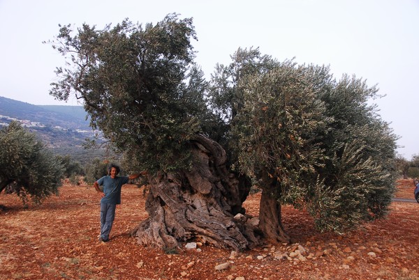 An old Olive tree