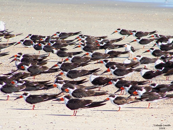 We all flock together