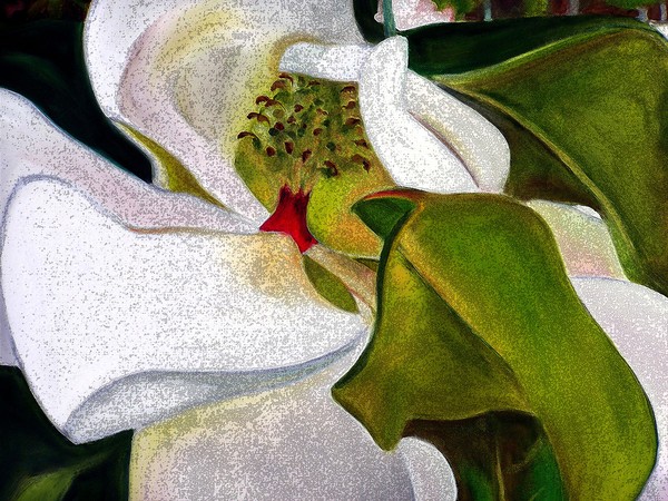   Diffused Magnolia