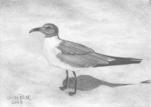 Gull on Captiva