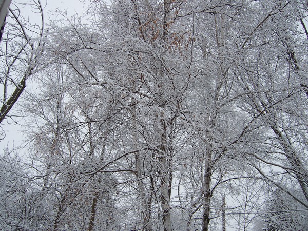 In The Winter