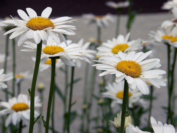 The Daisies