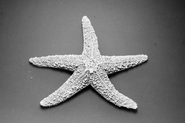Starfish