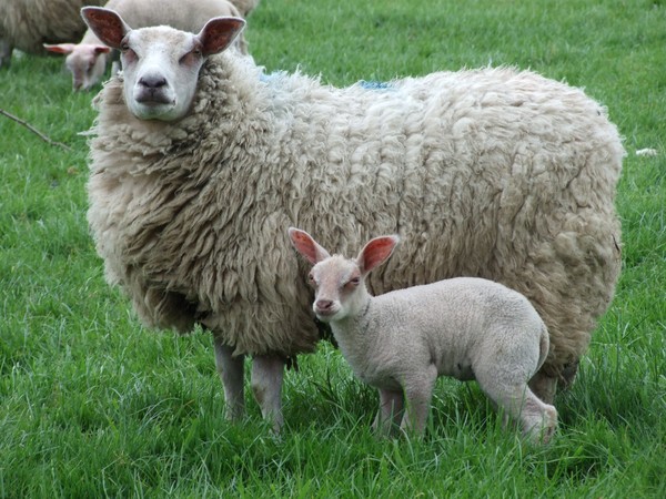 Mary and her little lamb!
