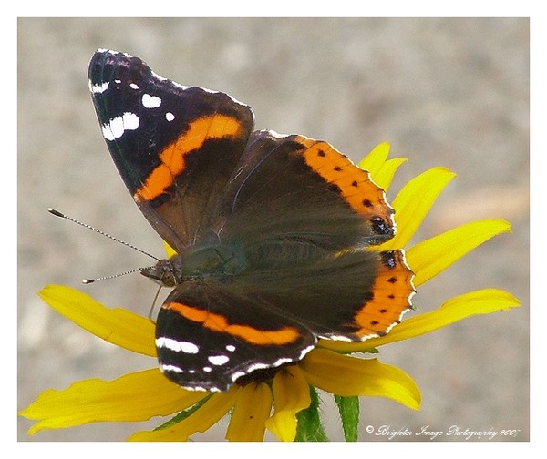 ButterFly (2)