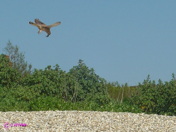 Bird of Prey