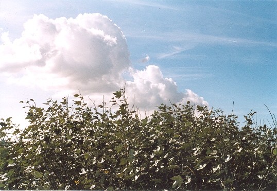 Crispy leaves and the open sky