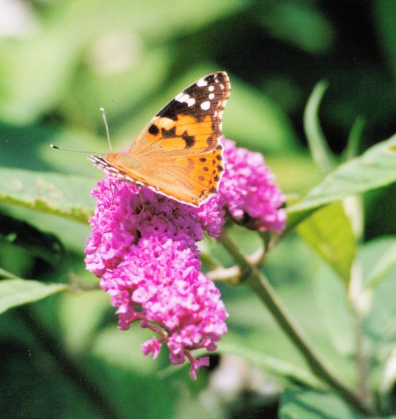 The Butterfly