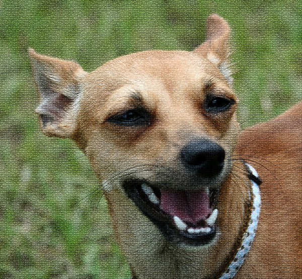 Cheez