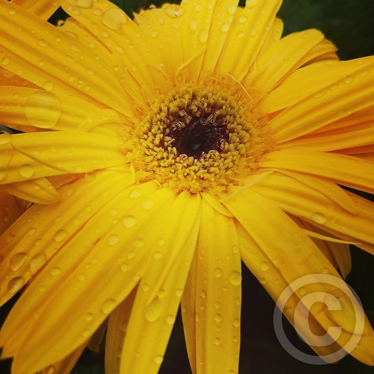 Raindrops and petals 