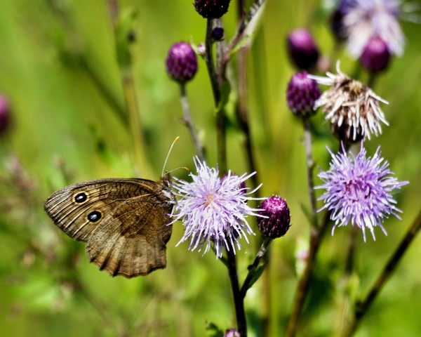 Common Wood Nymph