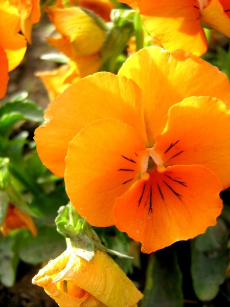 flowers
