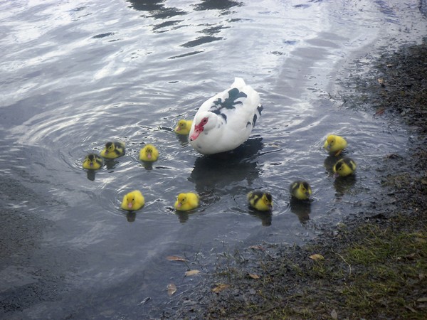 Ring Around Mommy