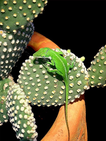 Anole Hanging Out With Cactus