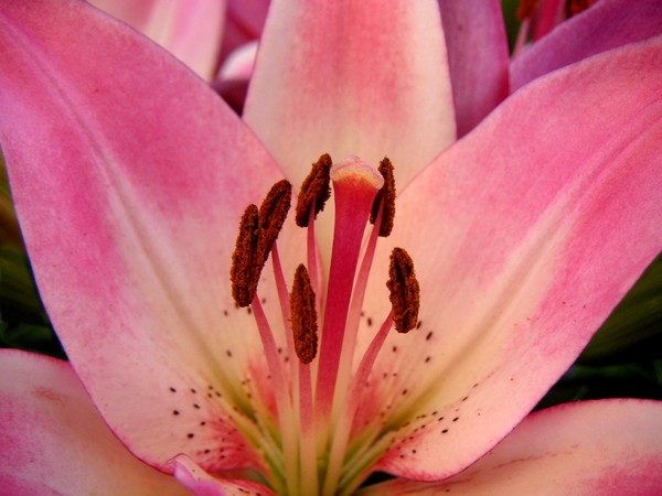 Lily - An Intimate View