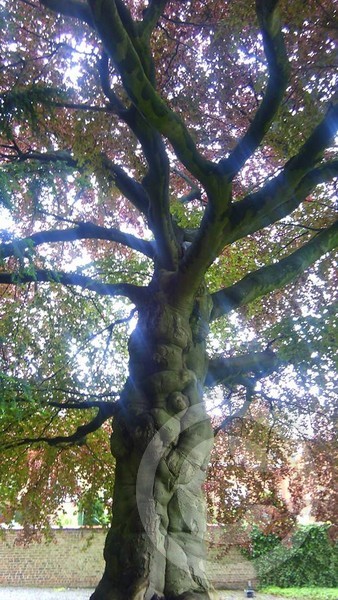 Magic Tree