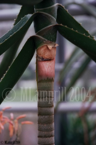 9-Botanic gardens, Amsterdam 2004