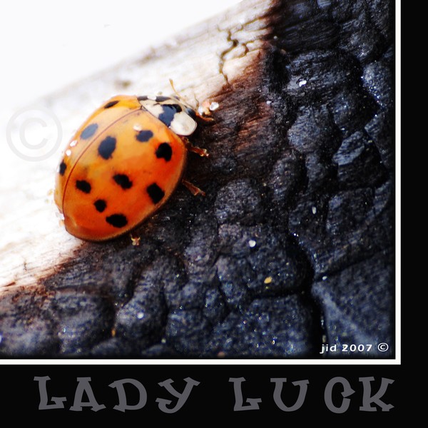 Lady Luck