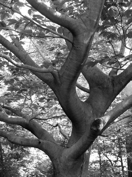 untitled tree