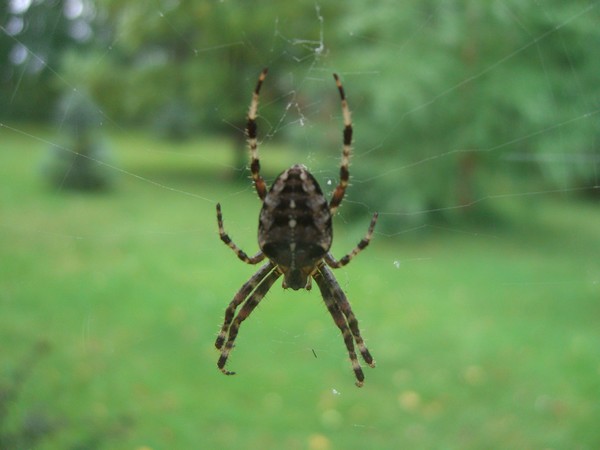 Charlotte's Web