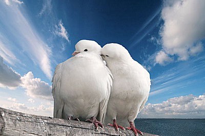 Love birds