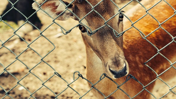 Oh deer