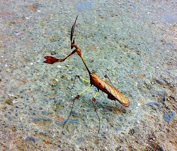 A Combat Insect