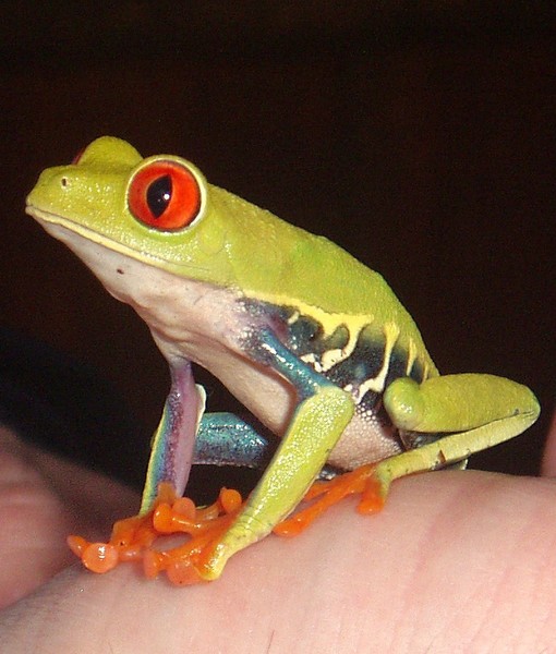 Costa Rican Tree Frog