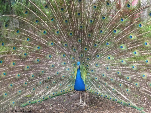 peacock