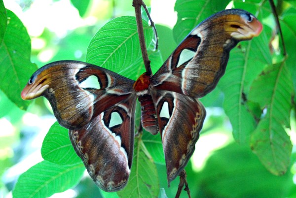 Giant Moth