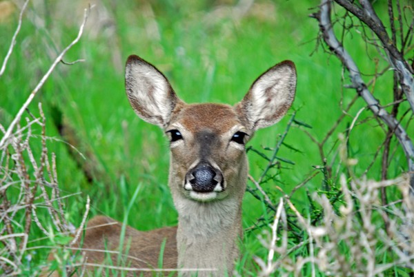 Smiling Eyes
