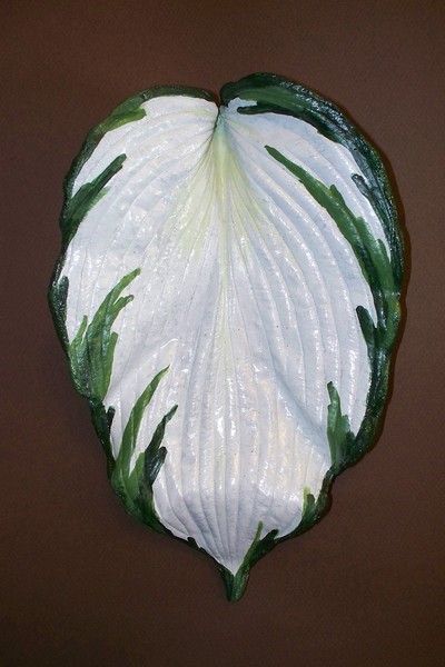 Hosta