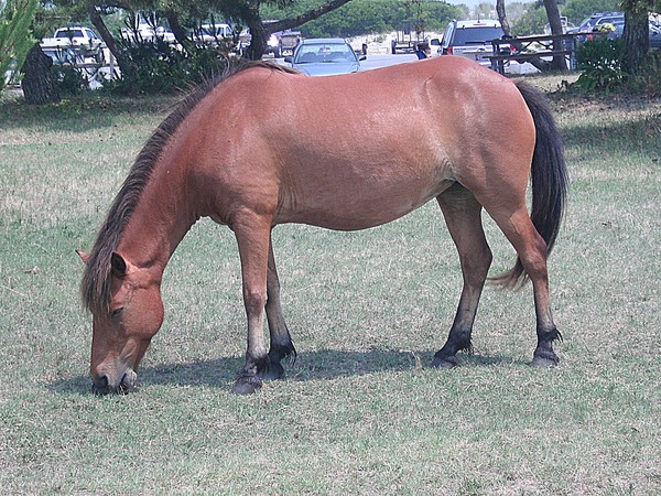 Wild Pony