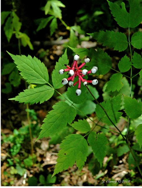 Doll's Eyes  -  White Baneberry