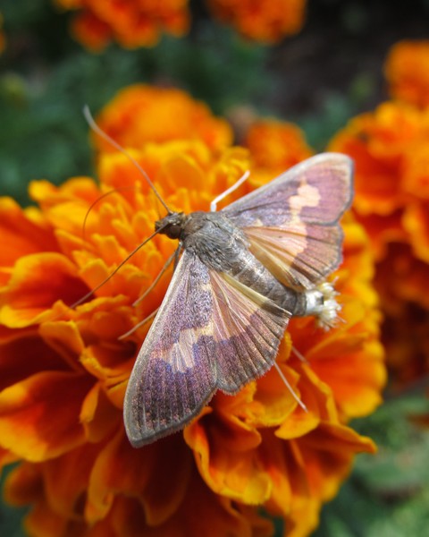 Pink Moth