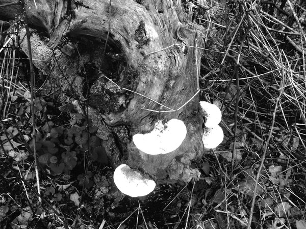   old stump