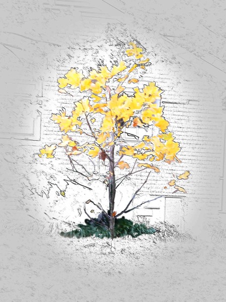 Fall Tree 